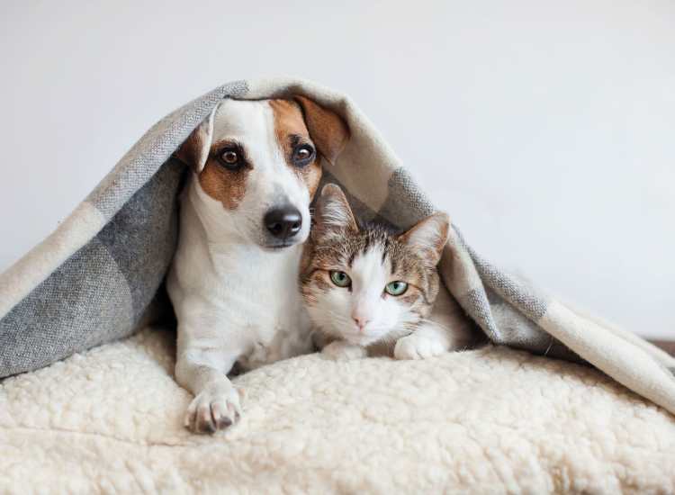 Dog and cat posing for photo at Bedford Green Apartments in Bedford, Massachusetts