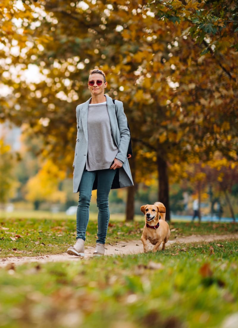 Breed restrictions at Marq at Crabtree in Raleigh, North Carolina