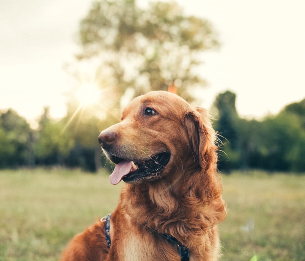 Happy dog enjoying the beautiful community at Prynne Hills in Canton, MA