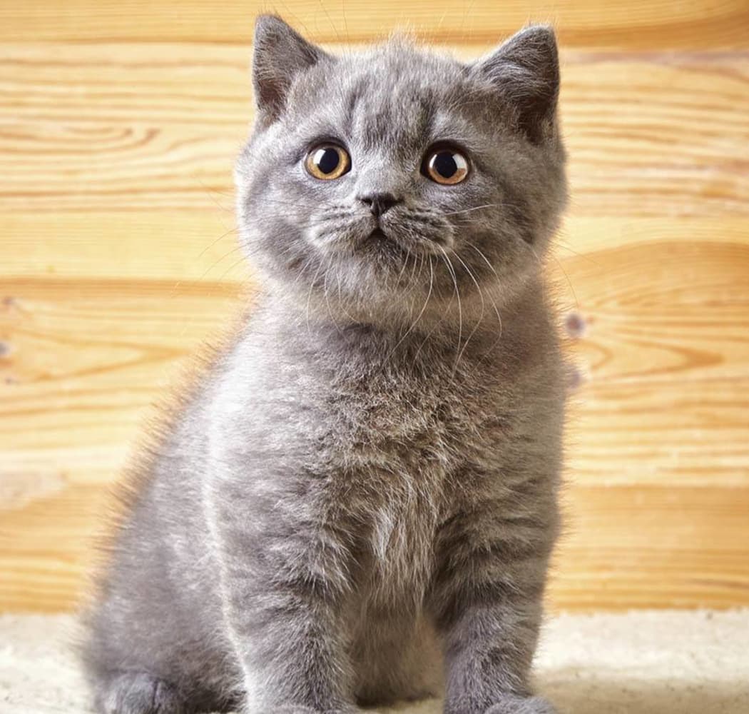 Kitty looking expectantly at the camera at Arizona Avenue Animal Clinic in Chandler, AZ