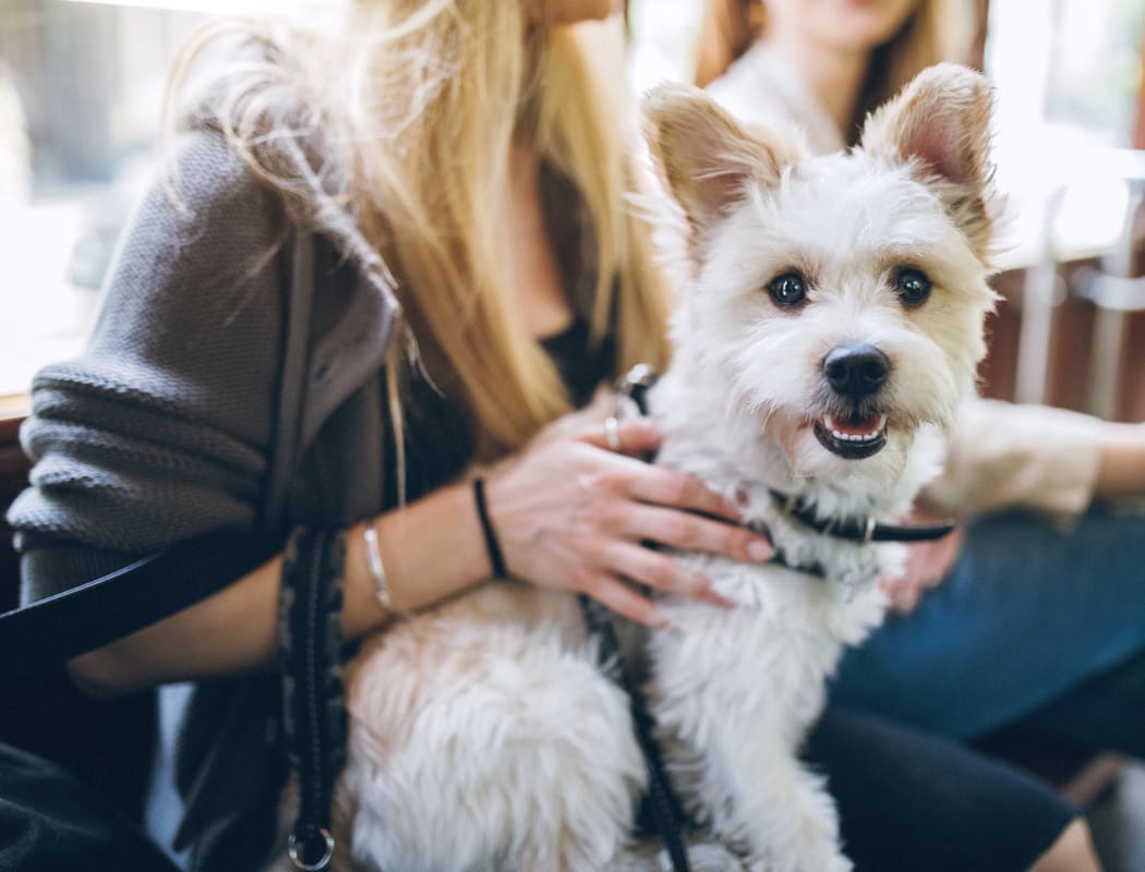 Happy dog sitting next to its owner near Vista Pointe Apartments in Santa Clara, California