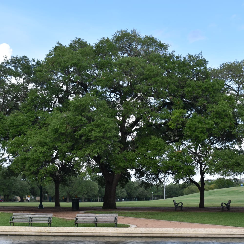 Residents at their favorite spot near Summer Creek Apartments in Houston, Texas