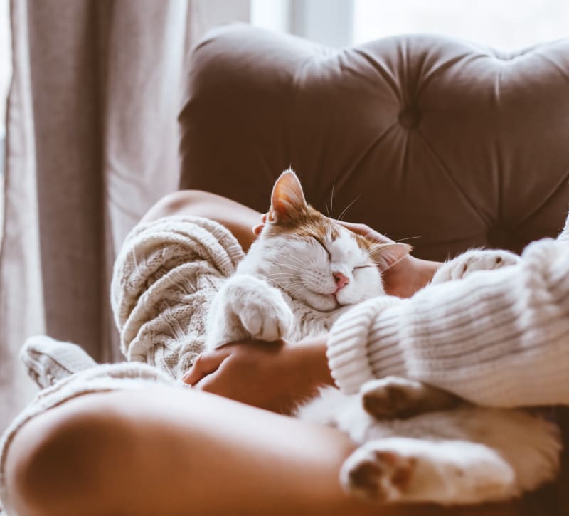 Cute cat laying on their owners lap at Scudder Falls in Ewing, New Jersey