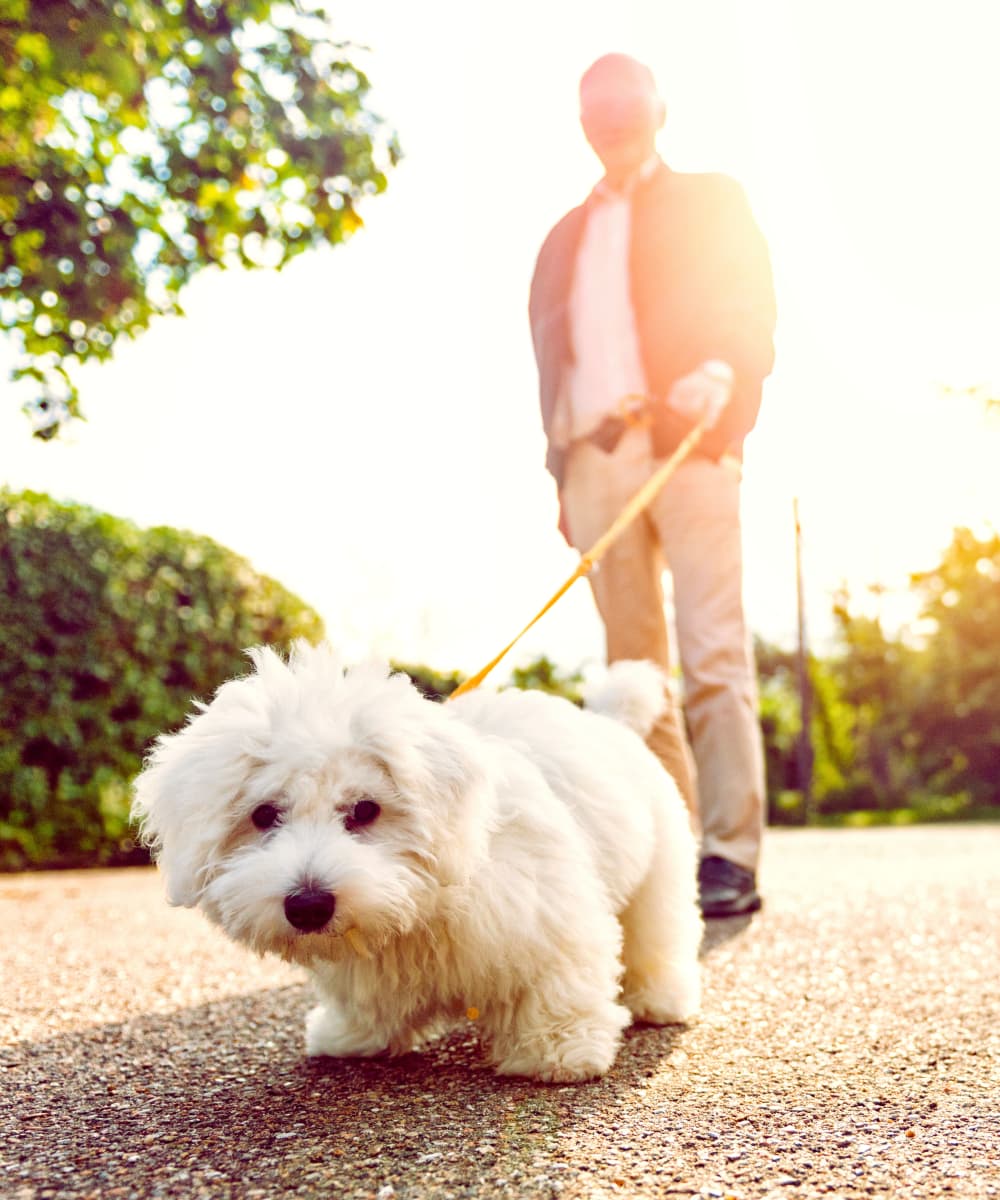 Man walking dog at Hacienda Del Rey in Litchfield Park, Arizona