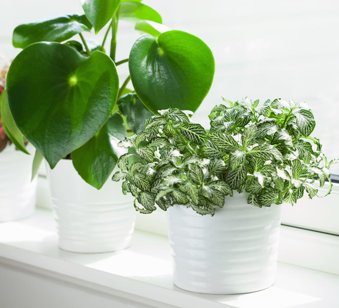 Green potted plants on a windowsill at South Pointe in Everett, Washington