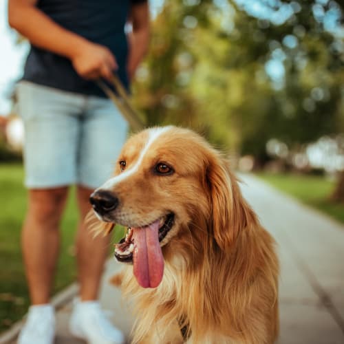 A Sequoia resident dog out for a walk around the neighborhood