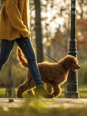 Resident walking her dog through a park near Steelyard in Oklahoma City, Oklahoma
