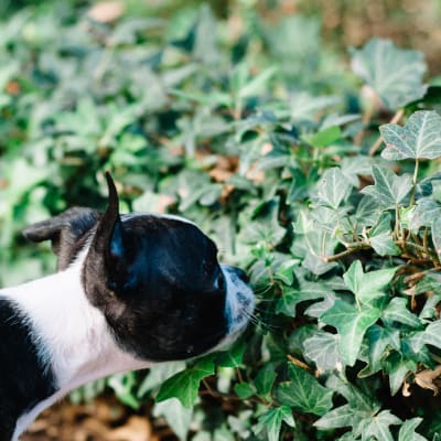 Resident pup smelling some ivy at Sofi at Forest Heights in Portland, Oregon