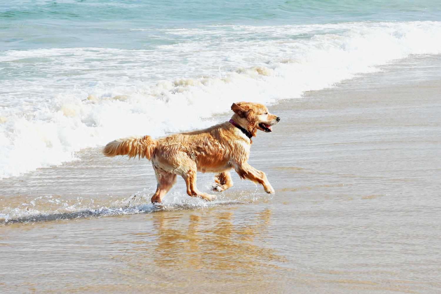 Happy dog walking on a sandy beach near Romero Apartments in Pensacola, Florida