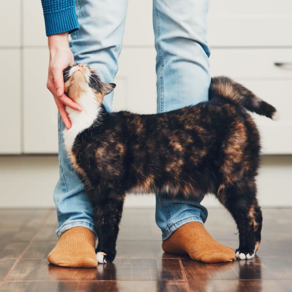 Resident petting his cat in the kitchen at Borrego at Spectrum in Gilbert, Arizona