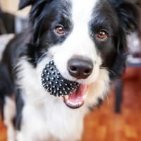 Dog at The Ardent in Mill Creek, Washington