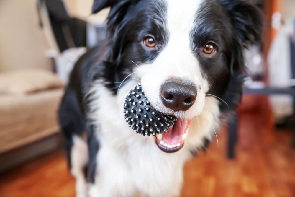 A happy dog with his ball in an apartment at The Apartments at Spence Crossing in Virginia Beach, Virginia