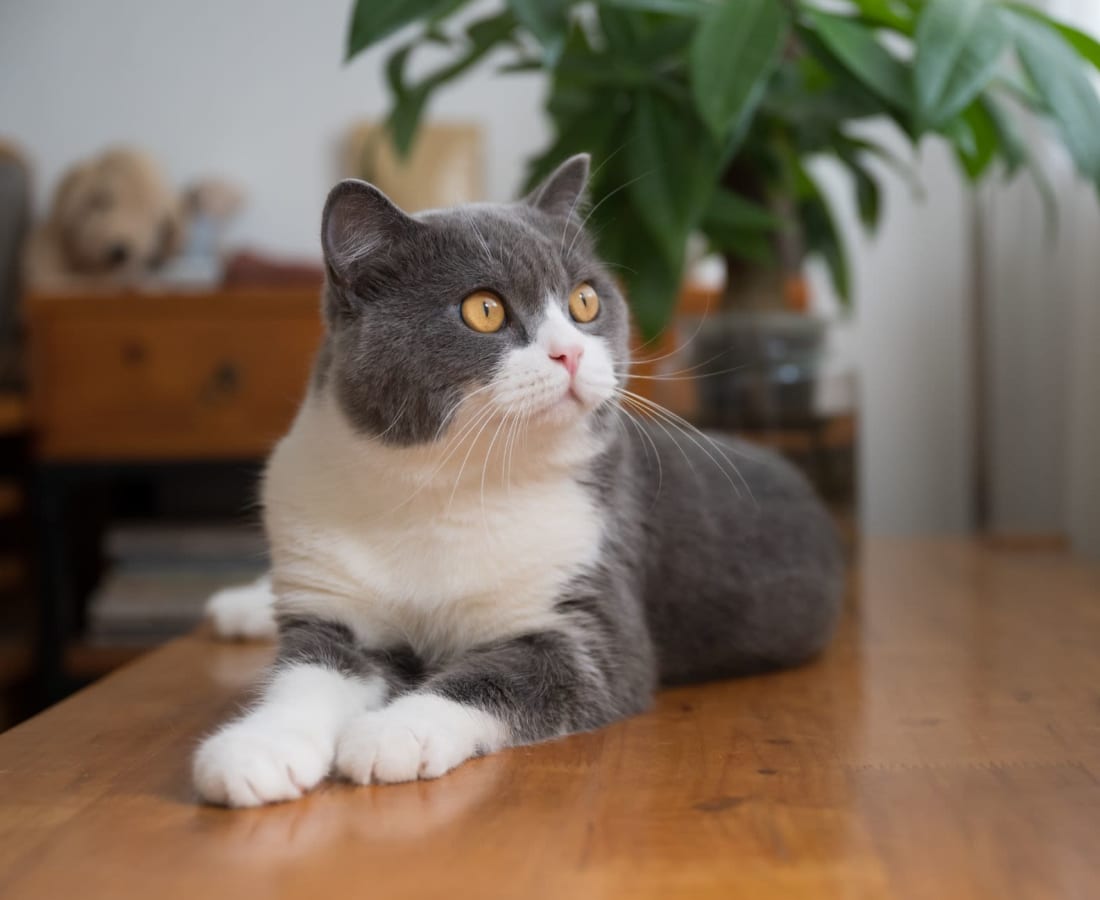 A cat in a pet-friendly home at Oaks at Northgate in Durham, North Carolina