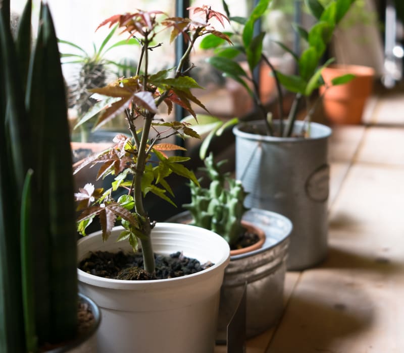 Lush potted plants at Oakwood Apartments in West Carrollton, Ohio