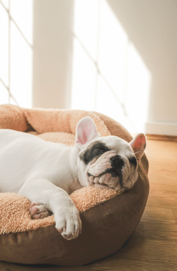 Dog sleeping at Beaumont Farms Apartments in Lexington, Kentucky