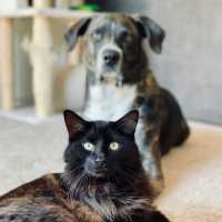 cat and dog