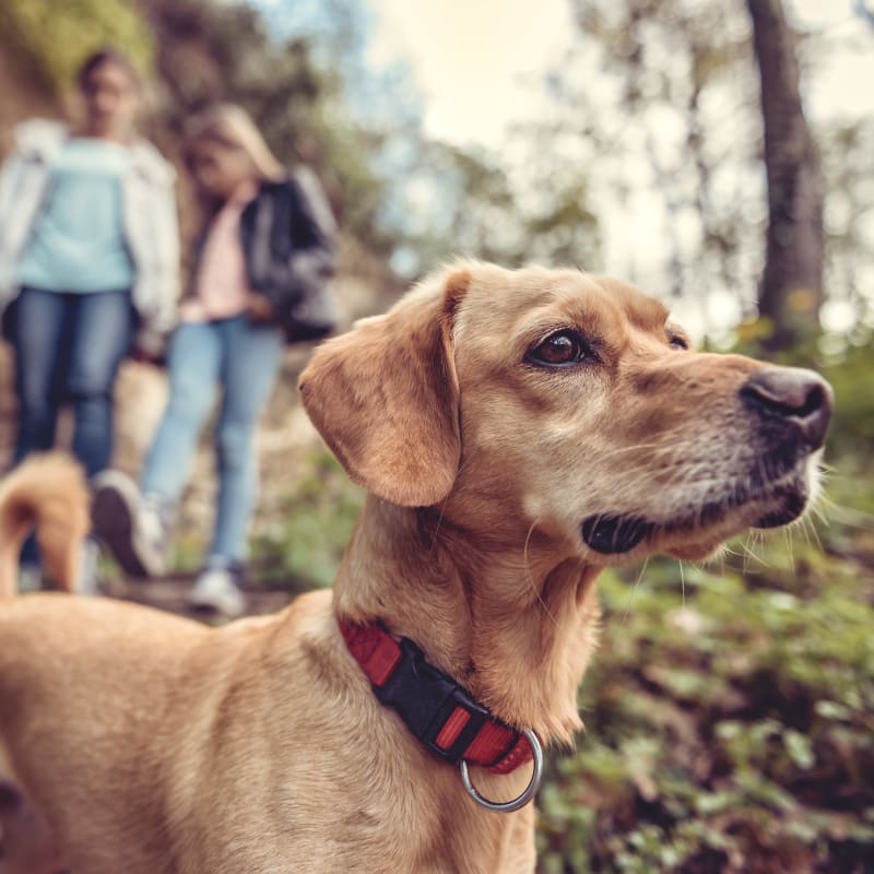 A family walking their dog at a nature trail near The Kelton Apartments in American Fork, Utah