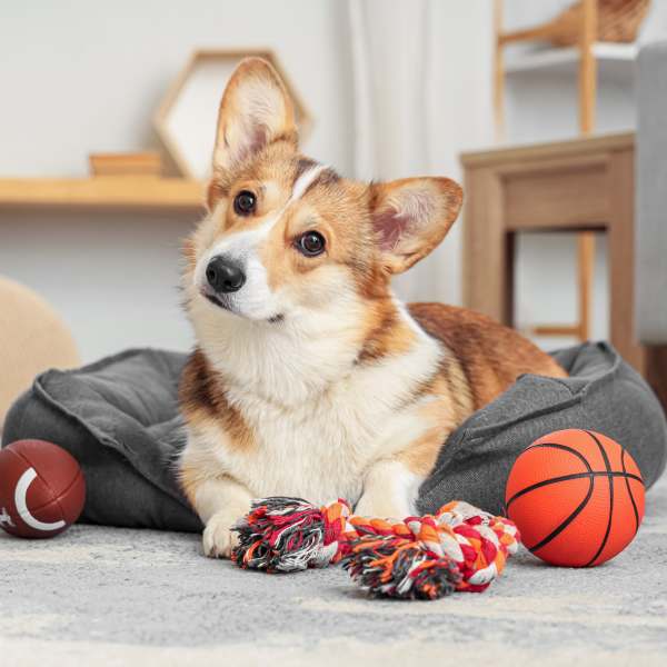 Pet Friendly Apartments Madison