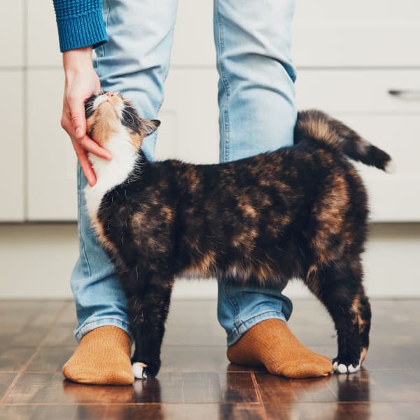 Man petting his cat in his kitchen at Waterside at Ocotillo in Chandler, Arizona