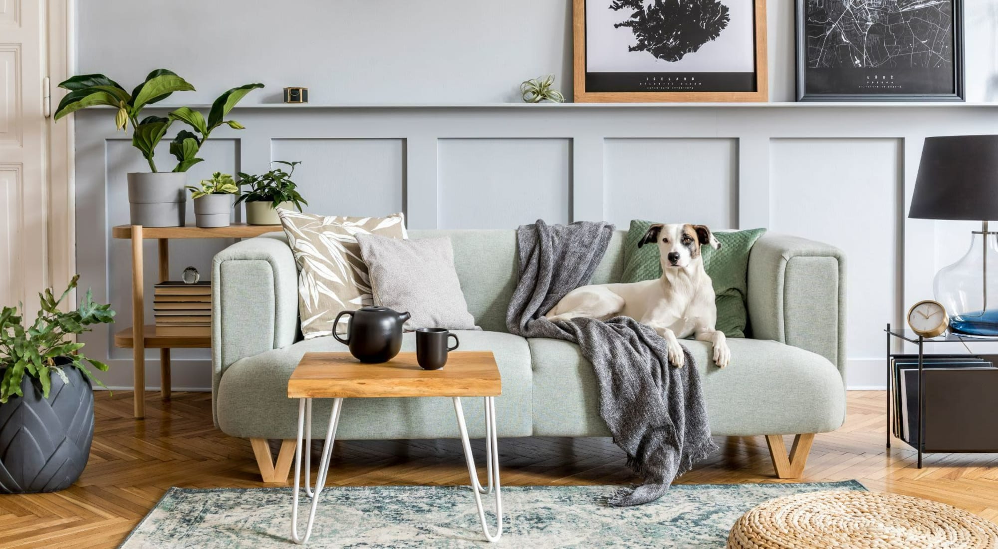 Pet Friendly | The Social in Austin, Texas