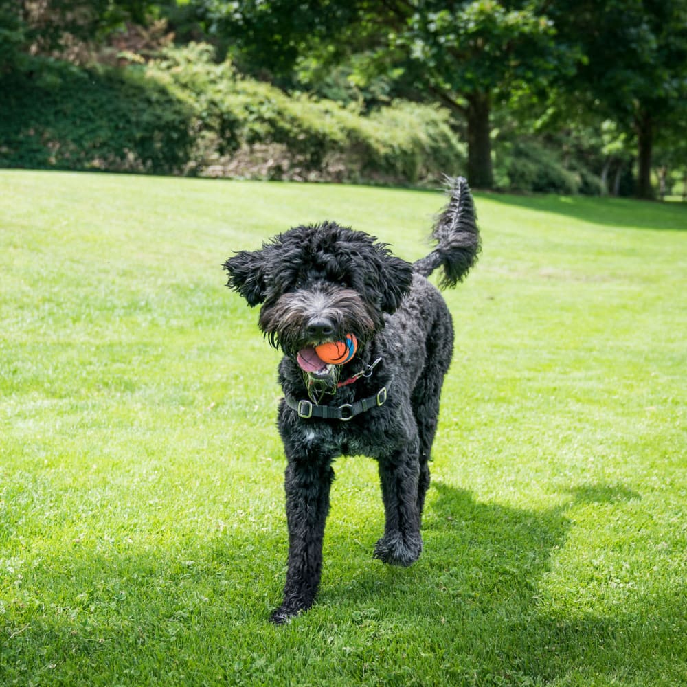 Happy dog playing on the green grass outside at Oaks Trinity in Dallas, Texas