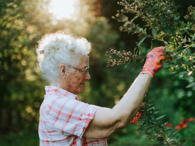 Resident picking berries in the morning at Randall Residence of West Milton in West Milton, Ohio
