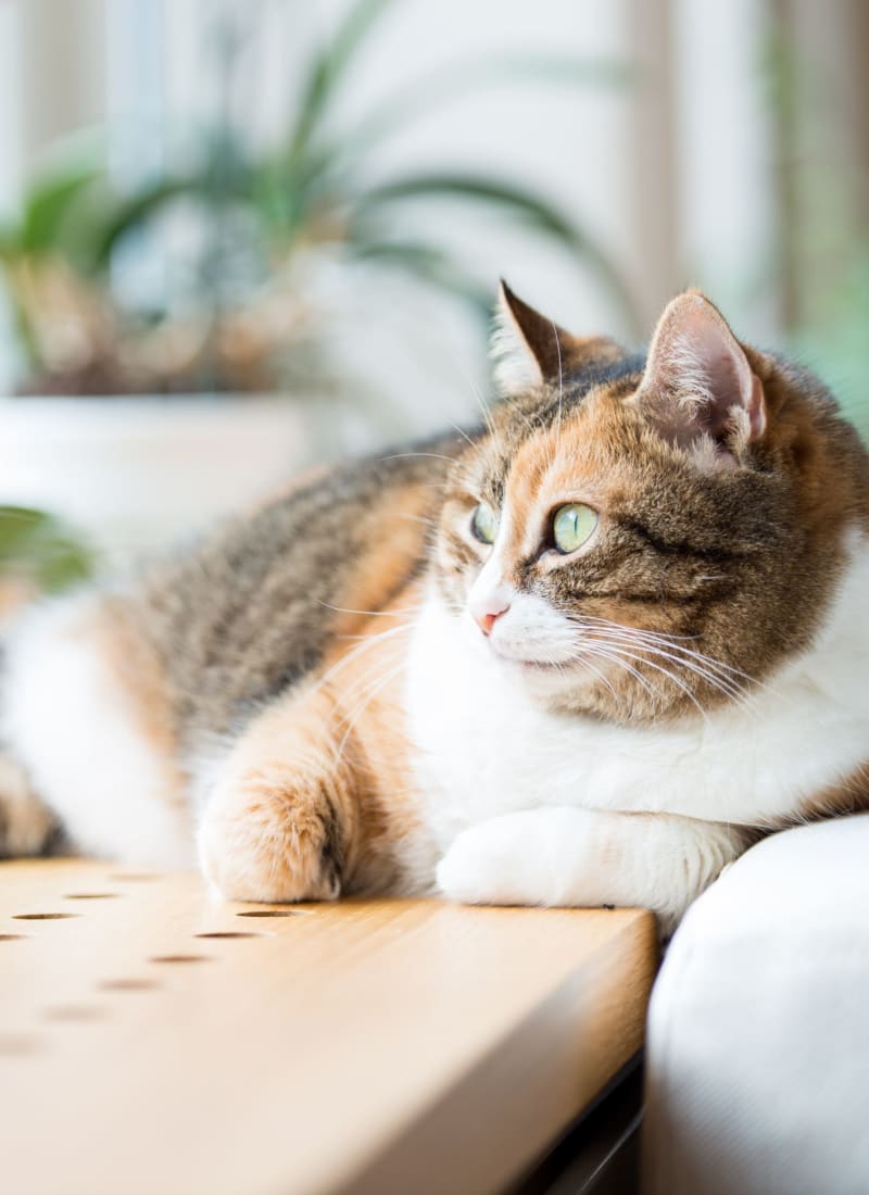 Pet-Friendly at Marquis Ellis Crossing in Durham, North Carolina
