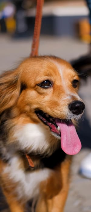 Resident pup outside on a beautiful day at Paloma Summit Condominium Rentals in Foothill Ranch, California