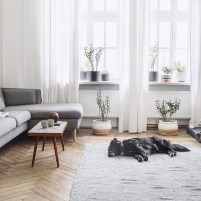A dog sleeping on the wood flooring in a furnished apartment living room at Mariposa at Clear Creek in Webster, Texas