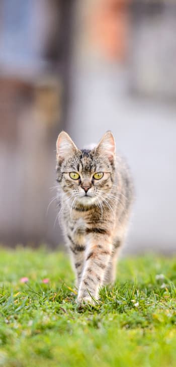 Cat in need of neutering services at Civic Feline Clinic in Walnut Creek, CA