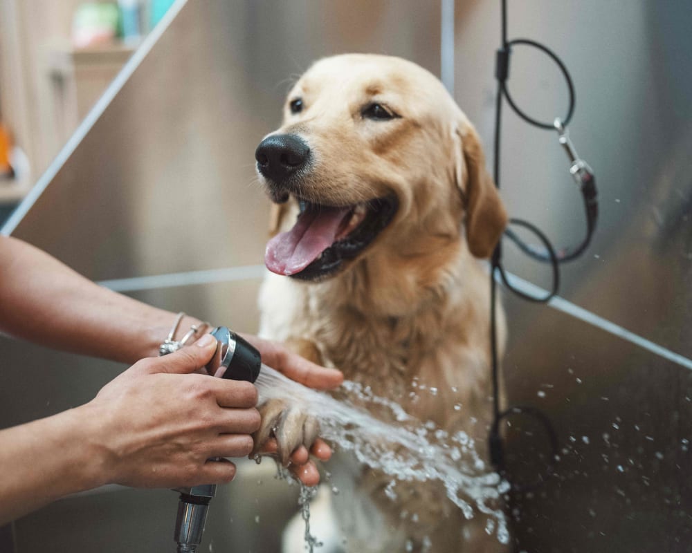 Dog getting a bath at Vital at Springbrook in Alcoa, Tennessee