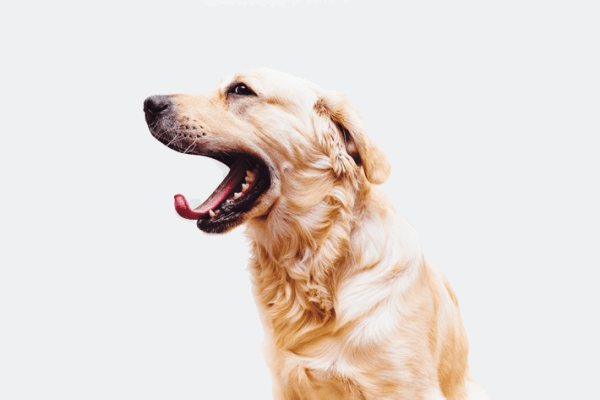 Happy yawning dog at The Carlyle at Godley Station in Pooler, Georgia