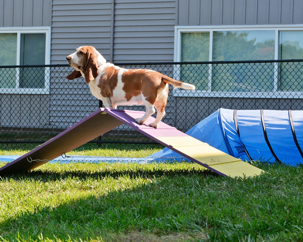 Dog enjoying the dog park at Beacon Pointe Apartments & Townhomes in Sparrows Point, Maryland