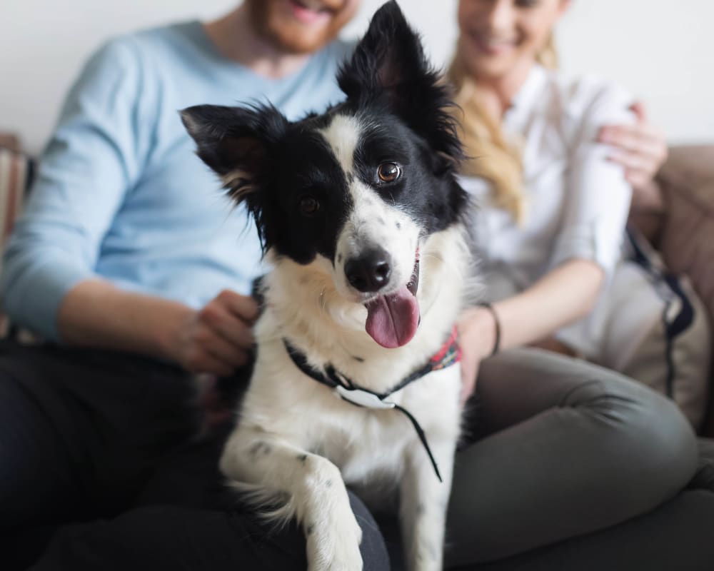 Happy dog and her owners in their apartment at Olympus Boulevard in Frisco, Texas