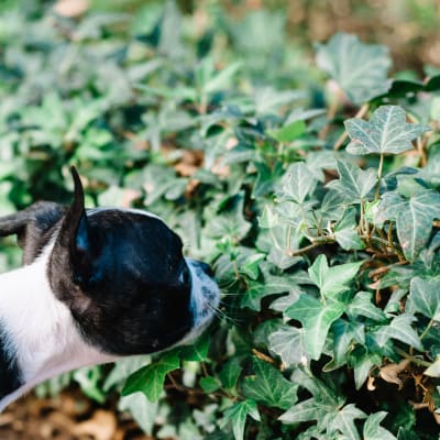 Dog smelling some ivy at Sofi Lake Oswego in Lake Oswego, Oregon