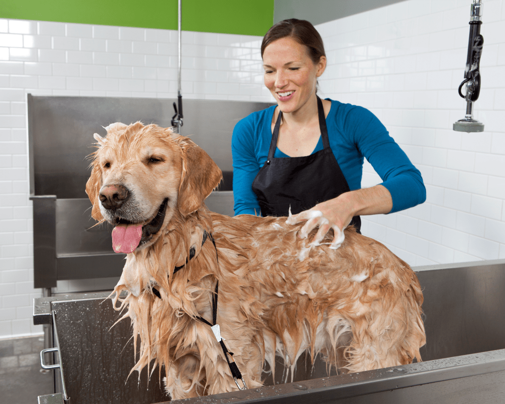 Resident washing her dog at 6600 Main in Miami Lakes, Florida