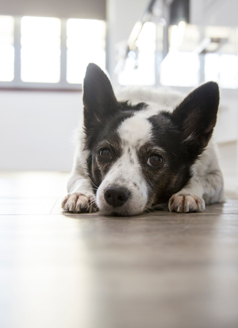 Breed restrictions at Marquis at Carmel Commons in Charlotte, North Carolina
