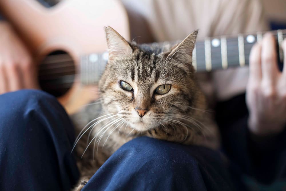 cat at Woodgate Apartments in Enfield, Connecticut