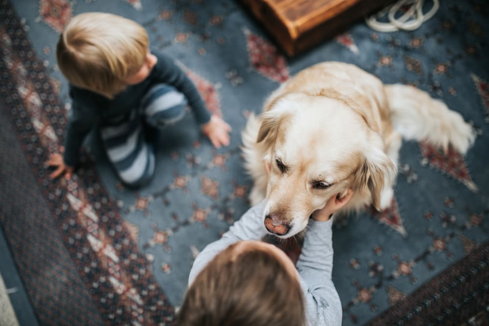 Golden Retriever loving his new home at The Ellington in New York, New York