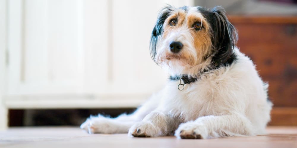 A dog in a pet-friendly apartment at Coronado Springs East in Palm Springs, Florida