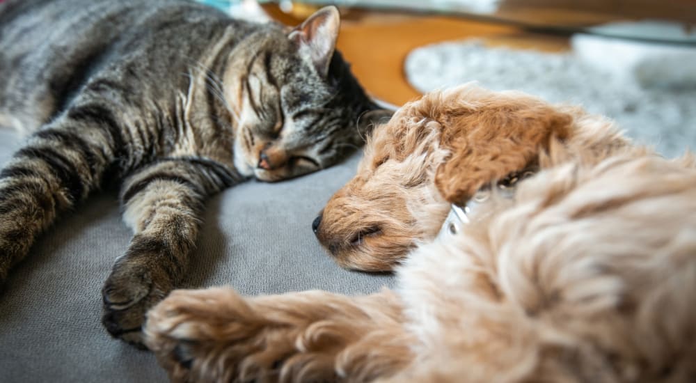 Dog and cat at The Maxwell in Metairie, Louisiana