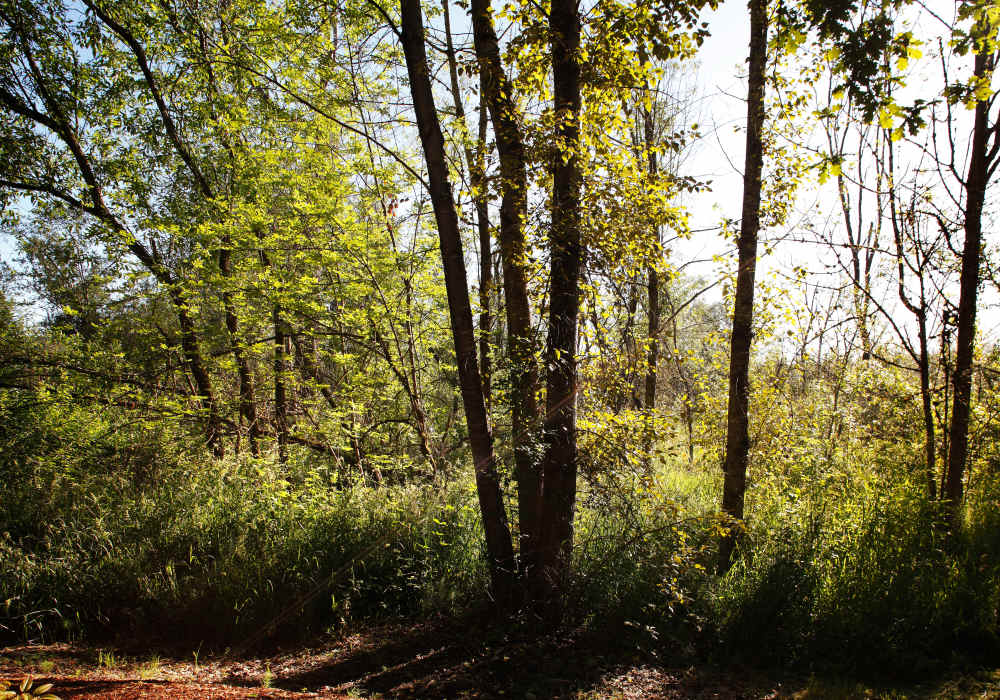 Forest at The Docks at Redmond Lakeview in Redmond, Washington