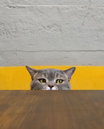 Cat peeping over a table top at Civic Feline Clinic in Walnut Creek, CA