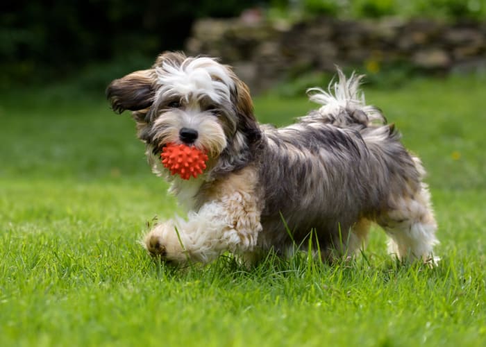 Dog fetching a ball at Aldingbrooke in West Bloomfield, Michigan