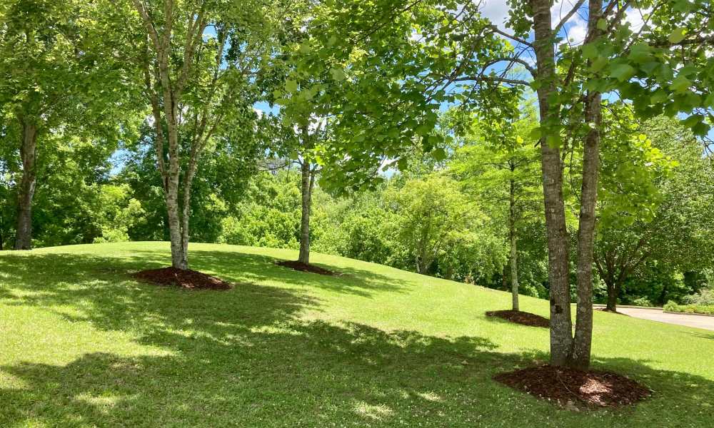 Mature trees at Cannongate Apartments in Vicksburg, Mississippi