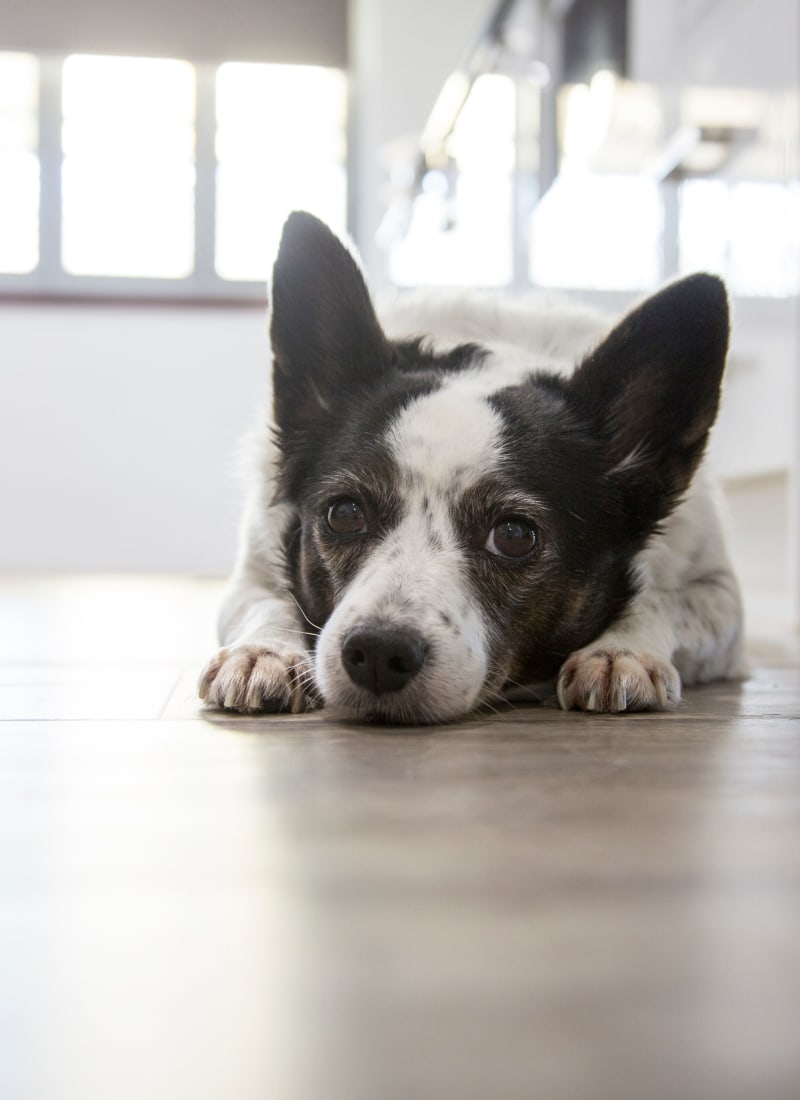 Breed restrictions at Marquis at Canyon Ridge in Austin, Texas