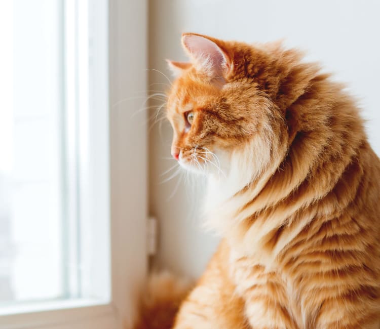 A kitten looking out the window of her new home at Villa Del Sol in Sunnyvale, California