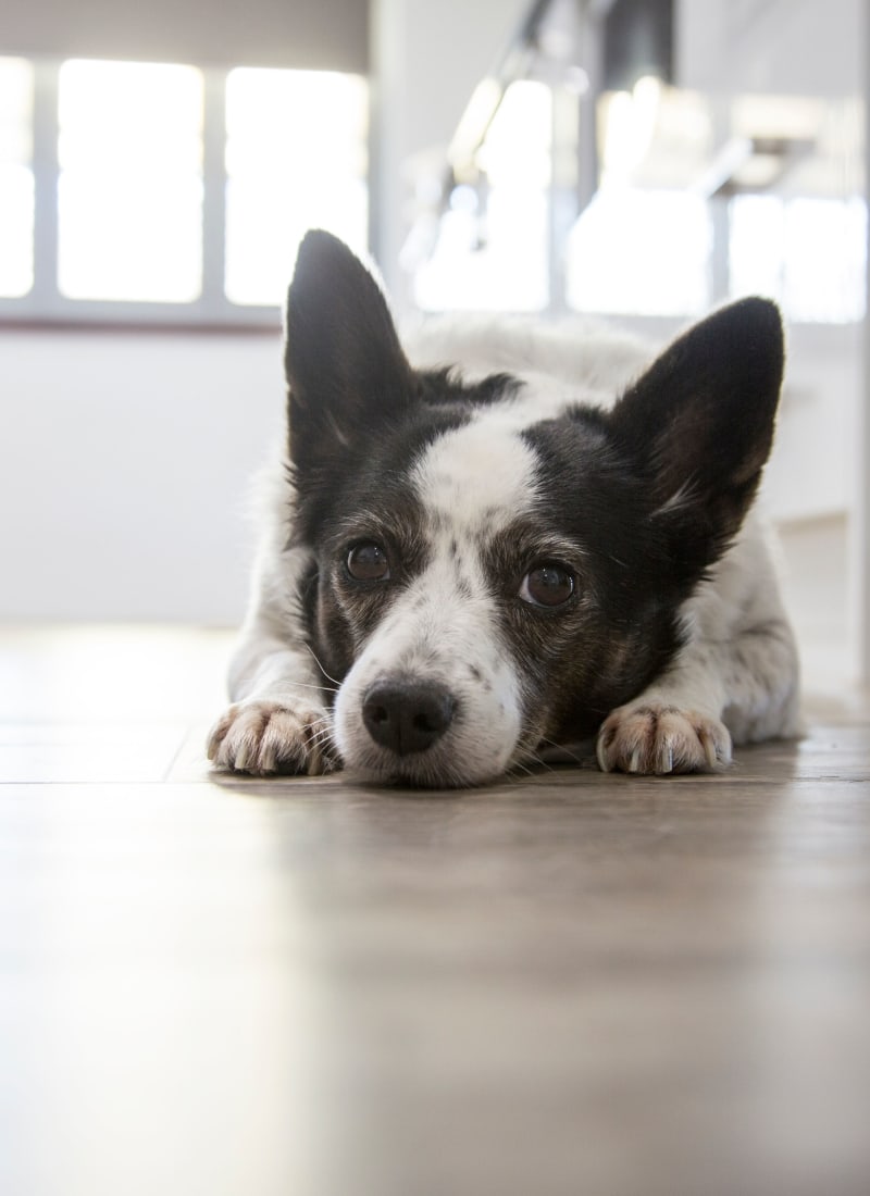 No pet weight limits at Marquis at Kingwood in Kingwood, Texas