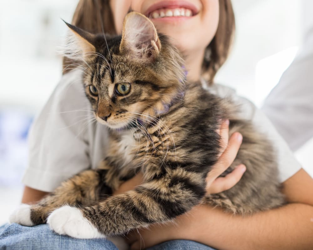 Resident and her cat playing at Olympus at Jack Britt in Fayetteville, North Carolina