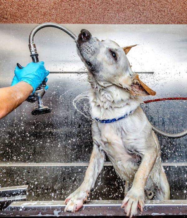 Resident pup getting a dog wash at Sunsweet in Morgan Hill, California